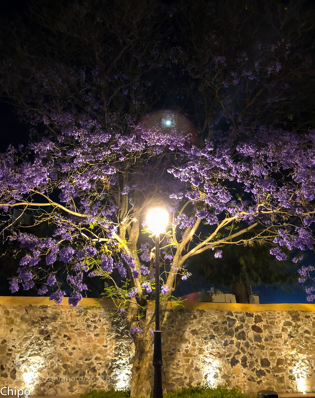 Apple iPhone 8 Plus sample photo. Flores de primavera photography