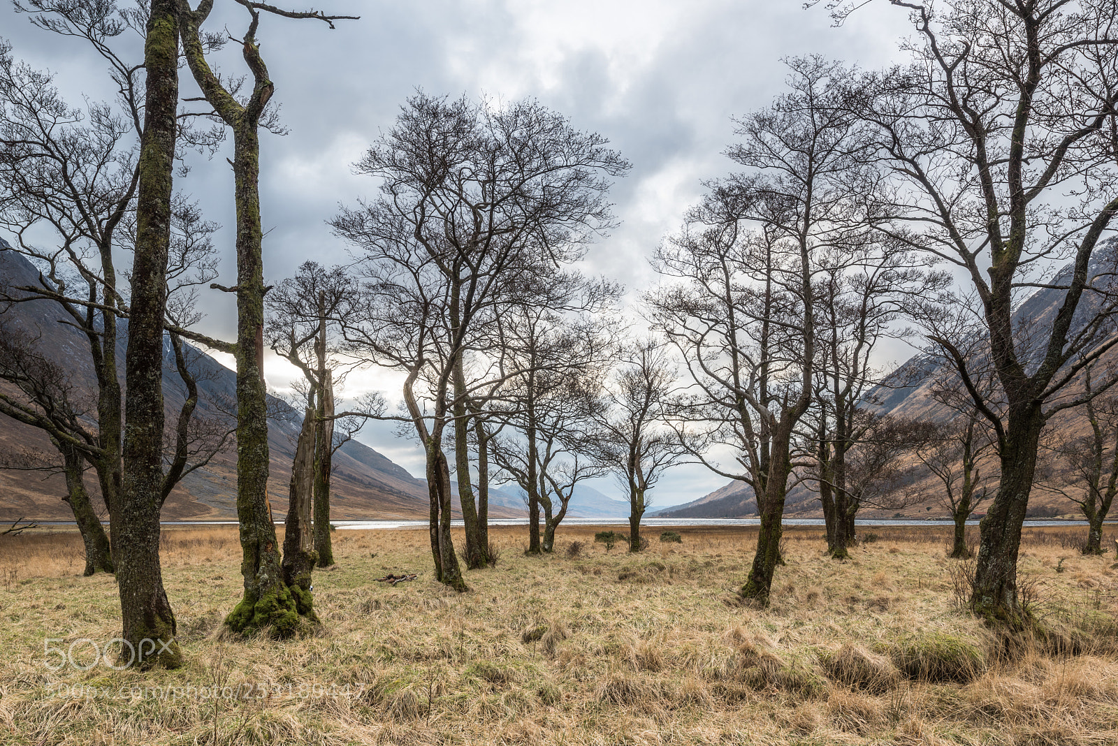 Nikon D810 sample photo. Loch etive copse (colour) photography