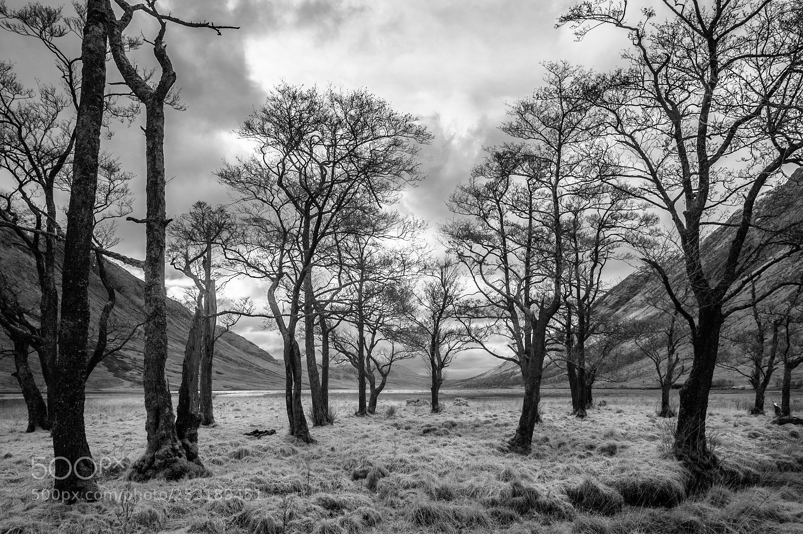 Nikon D700 sample photo. Loch etive copse (infrared) photography