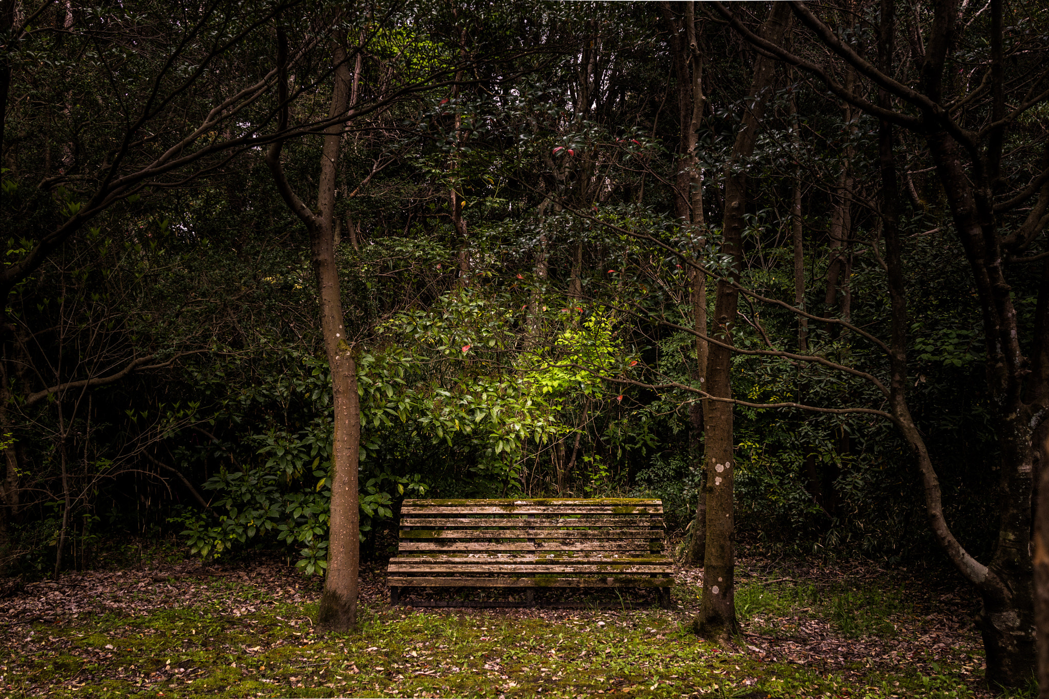 Sony Cyber-shot DSC-RX1R sample photo. The place that nobody knows photography