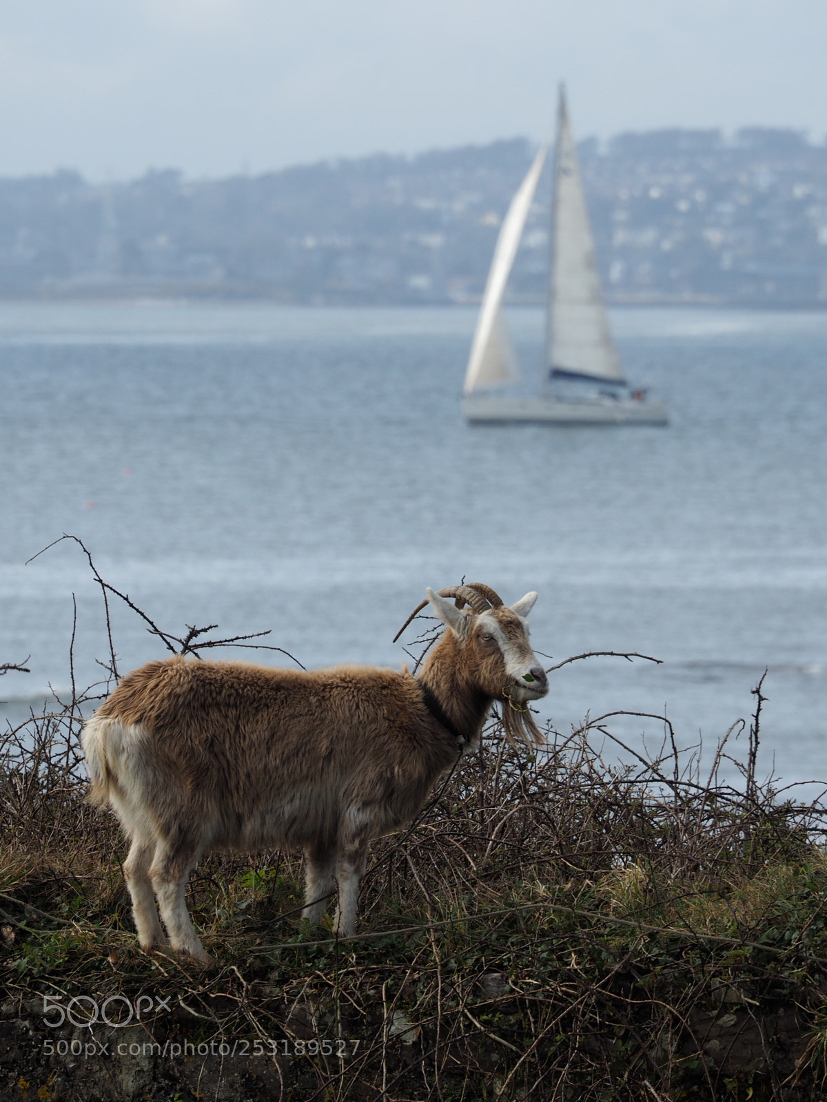 Olympus OM-D E-M5 II sample photo. Watching the boats go photography