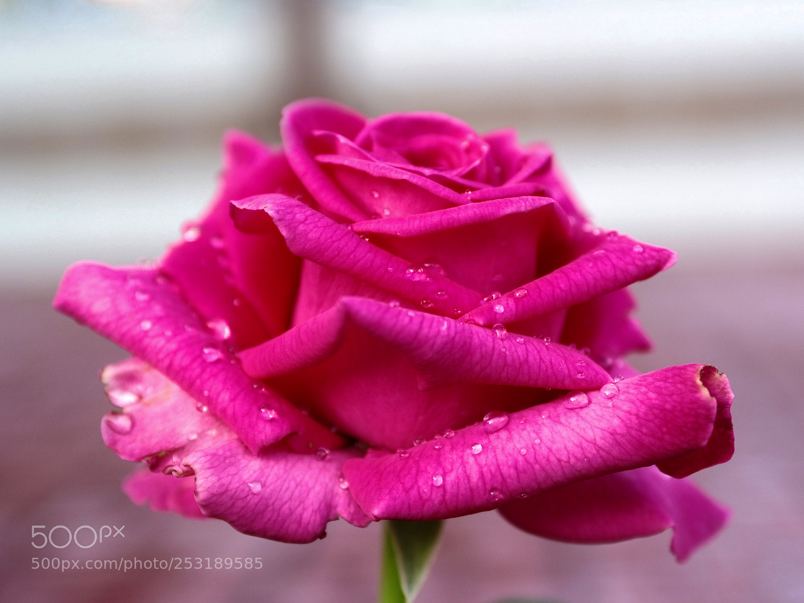Fujifilm FinePix S5 Pro sample photo. Rose photography