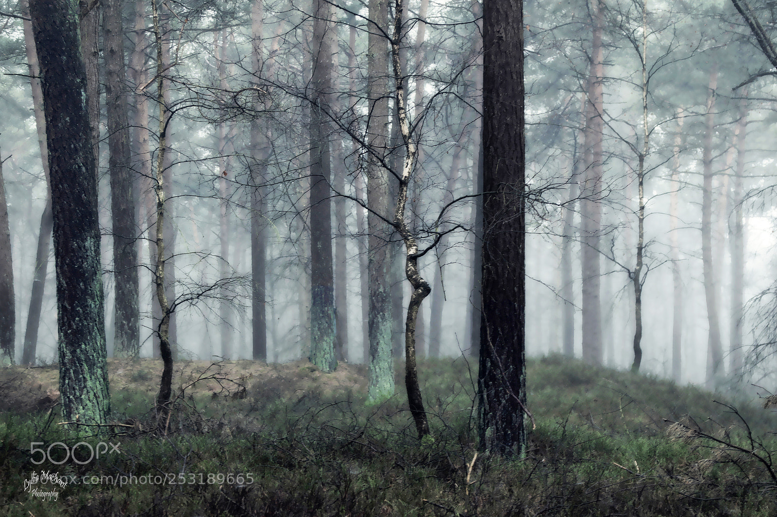 Canon EOS 7D Mark II sample photo. Misty morning photography