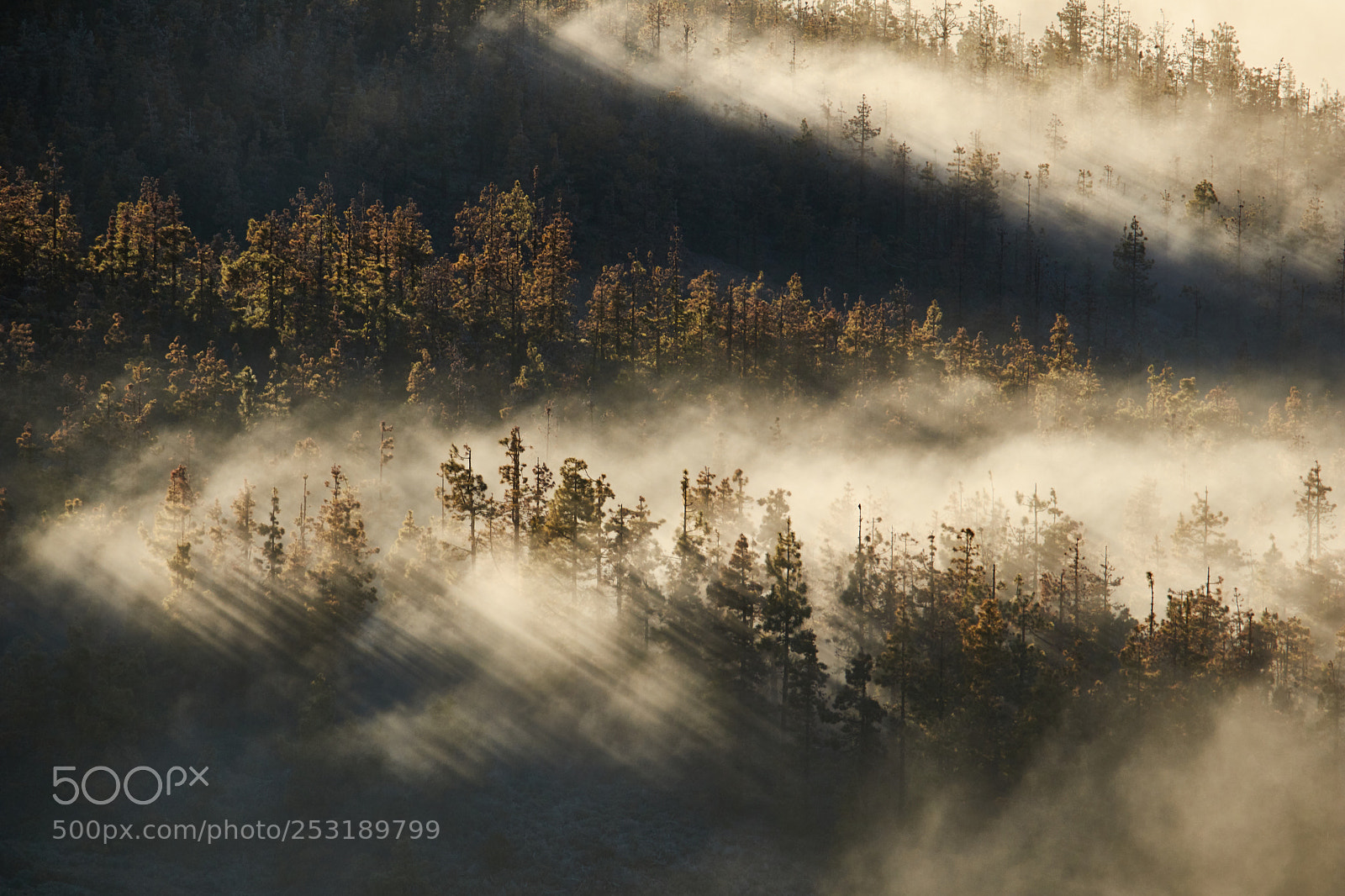 Canon EOS 80D sample photo. Sunrays over forest photography