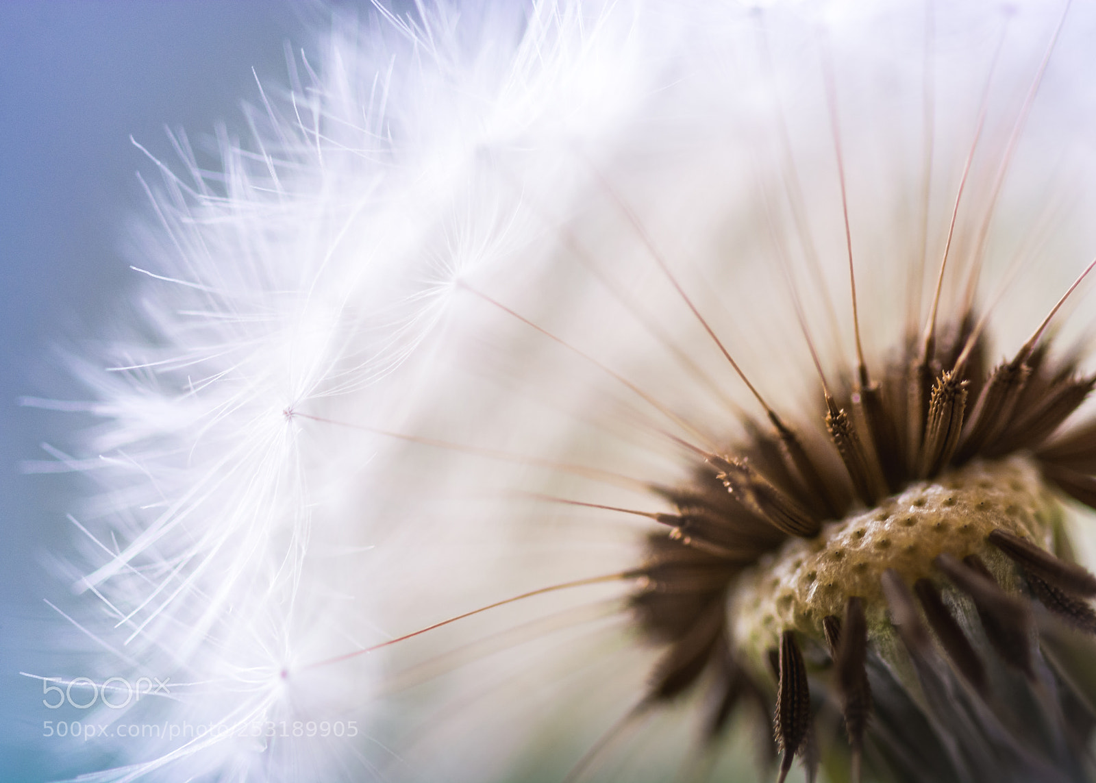 Nikon D7100 sample photo. Bddabe o photography