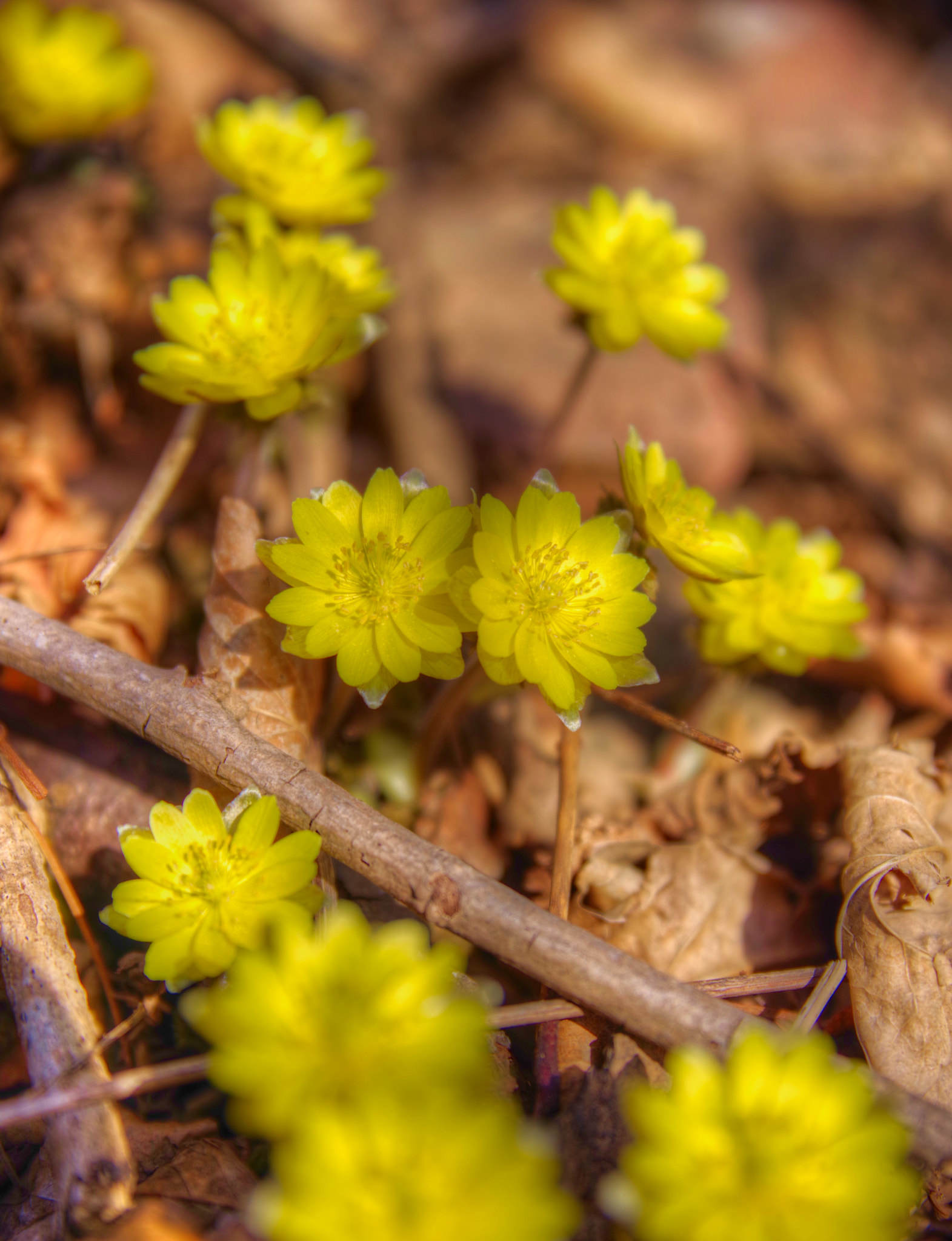 HD Pentax D FA 24-70mm F2.8 ED SDM WR sample photo. Spring coming photography