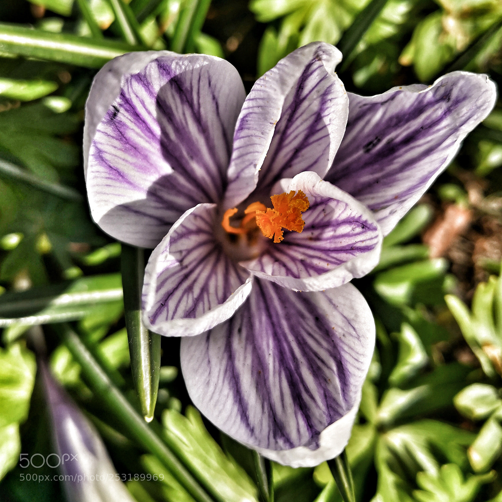 HUAWEI Mate 10 Pro sample photo. Living beautiful veins photography