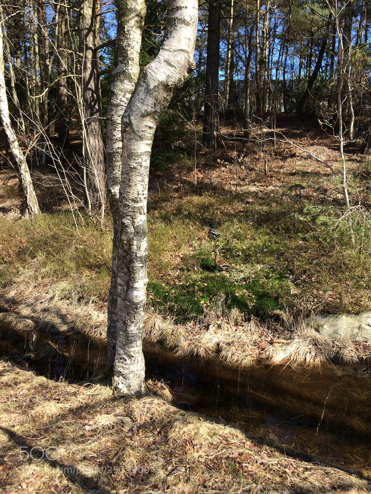 Apple iPhone 5s sample photo. Nature waking up photography