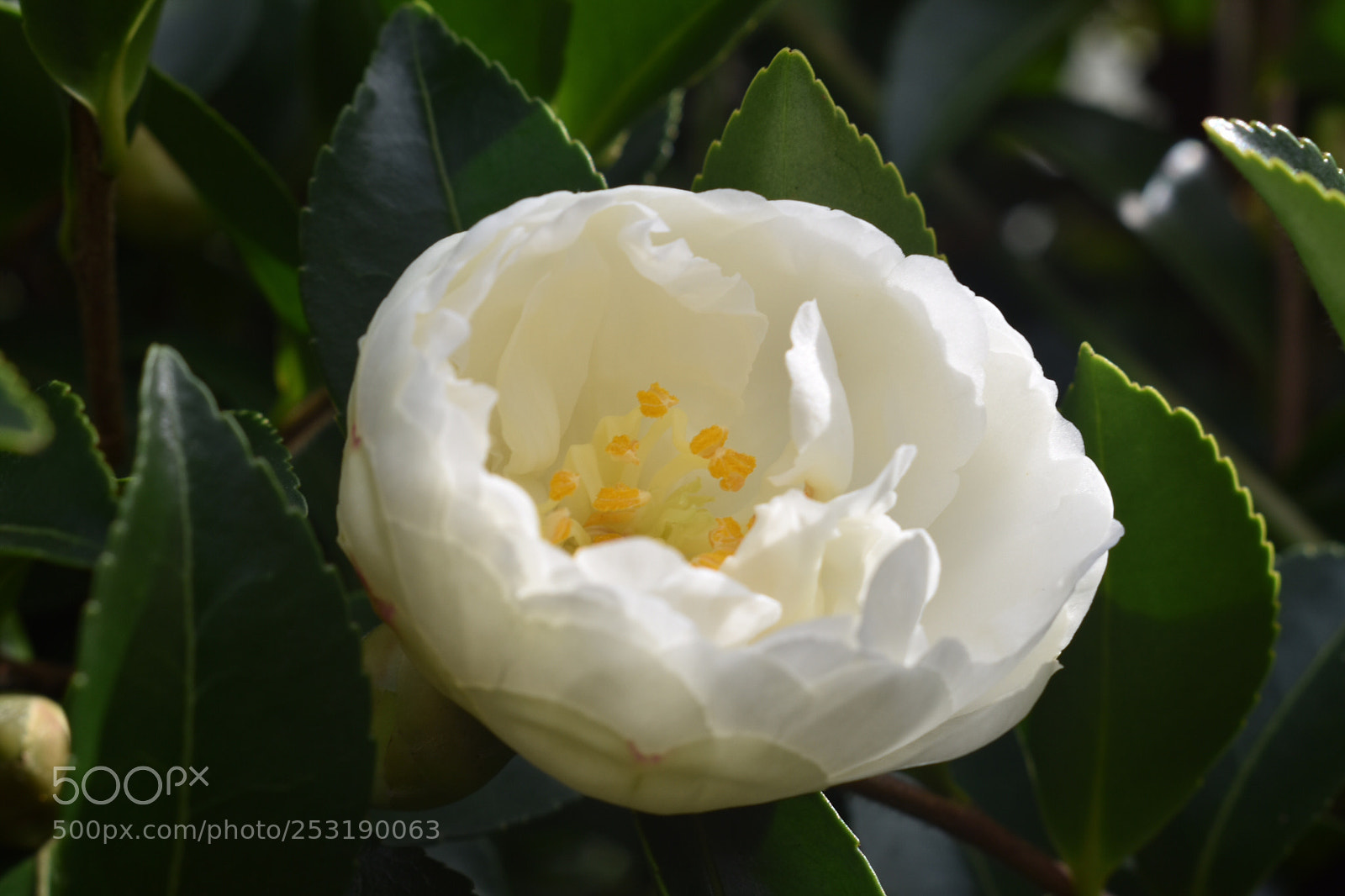 Nikon D3400 sample photo. Floral nesting photography