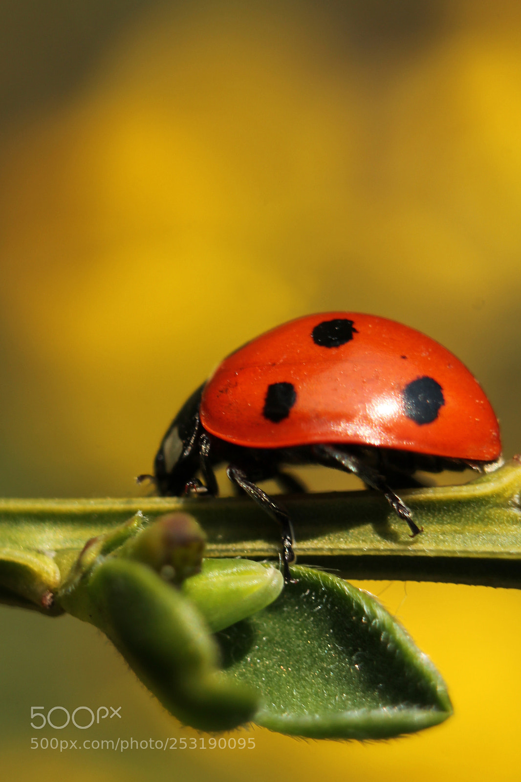 Canon EOS 1100D (EOS Rebel T3 / EOS Kiss X50) sample photo. Ladybug photography