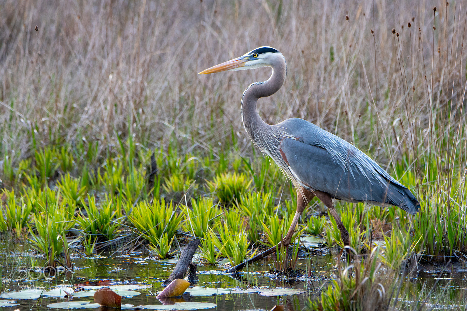 Nikon D500 sample photo. Great blue heron at photography