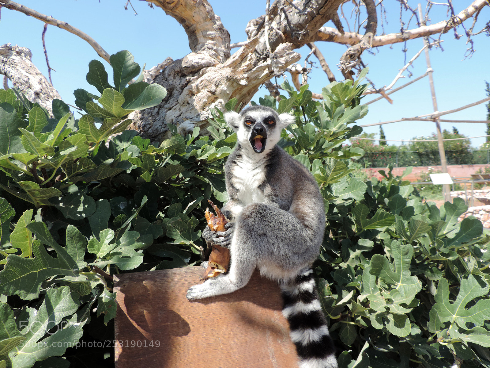 Nikon Coolpix P520 sample photo. Attica zoological park photography