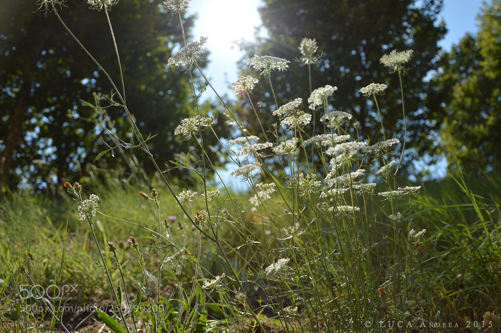 Nikon D3200 sample photo. Grass photography