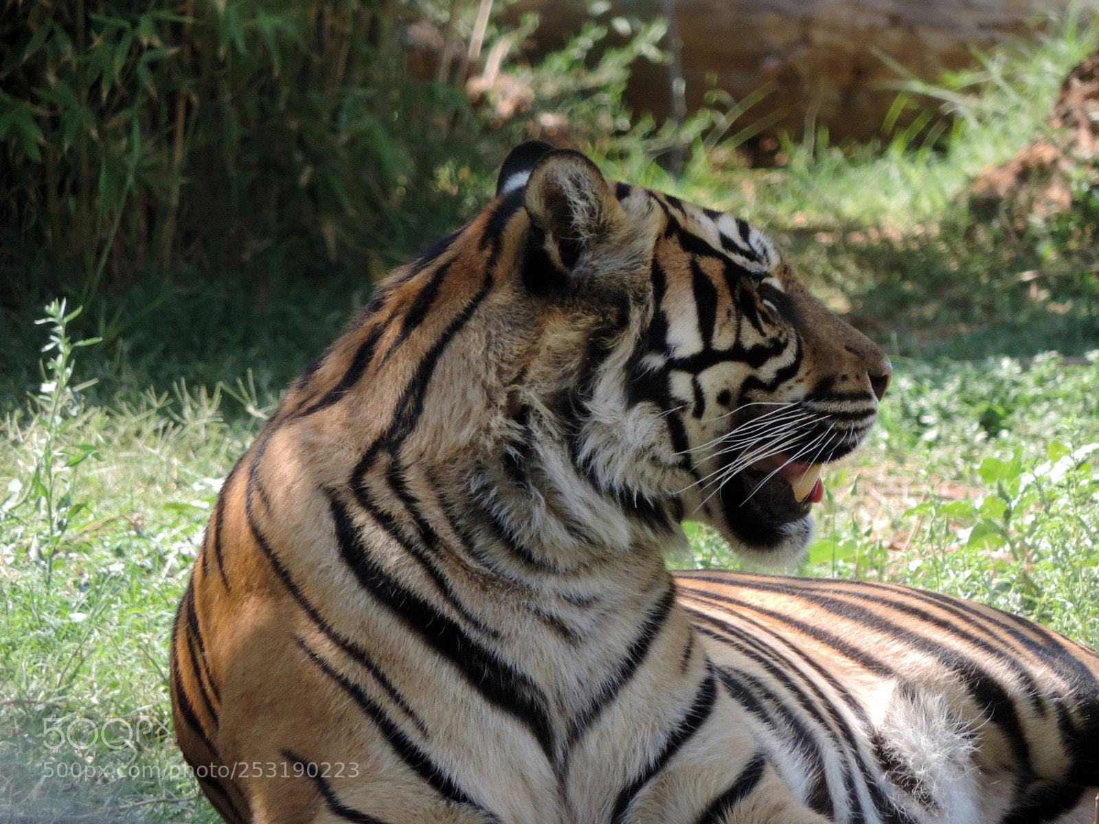 Nikon Coolpix P520 sample photo. Attica zoological park photography