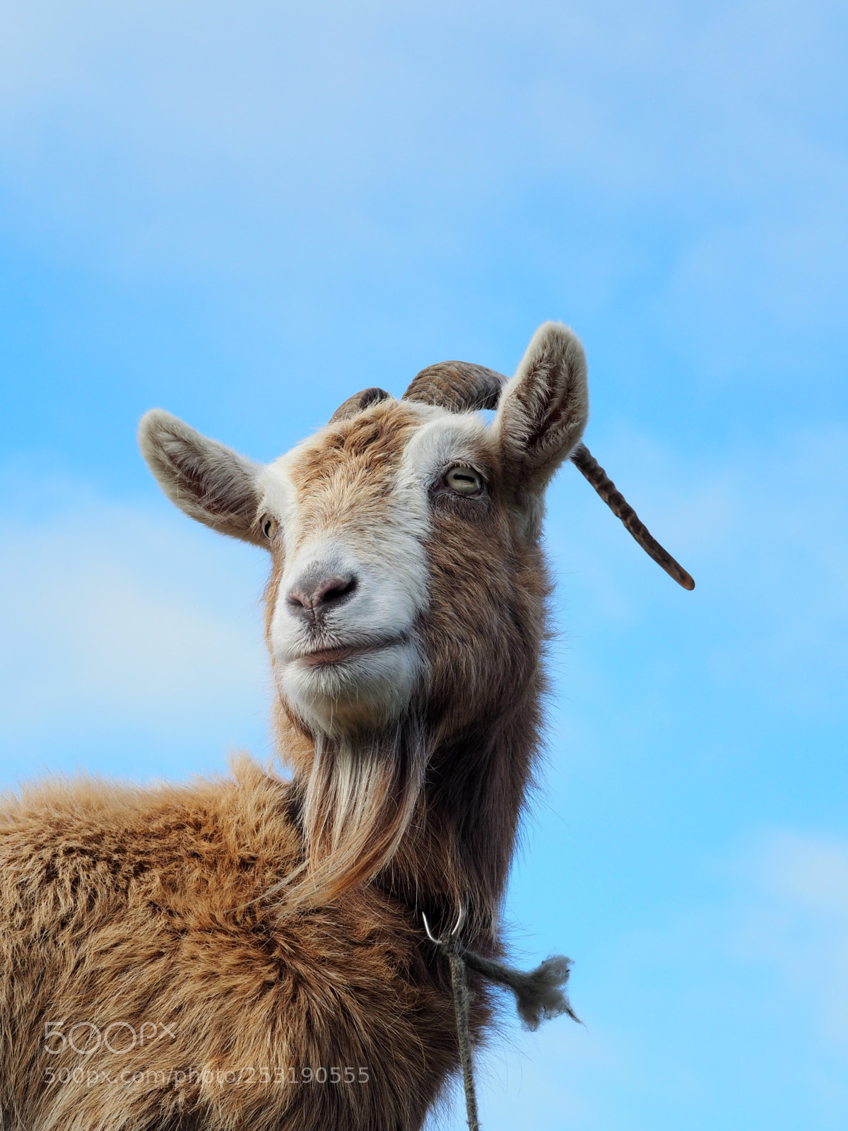 Olympus OM-D E-M5 II sample photo. A rare blue sky photography