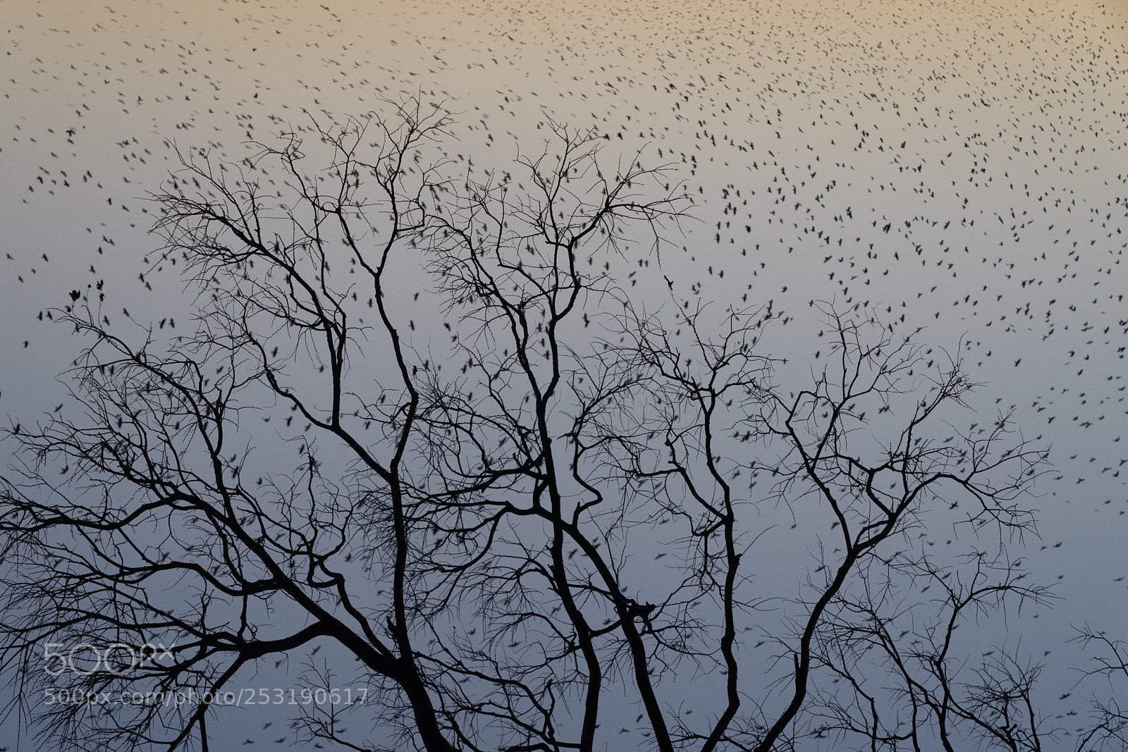 Sony a7 II sample photo. Crow!!! photography