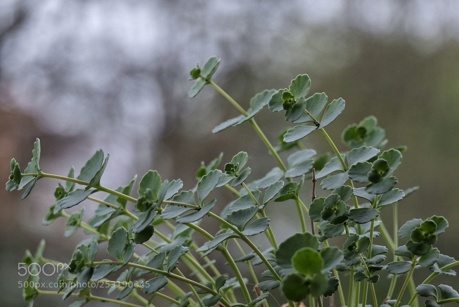 Fujifilm X-E3 sample photo. Green bokeh photography