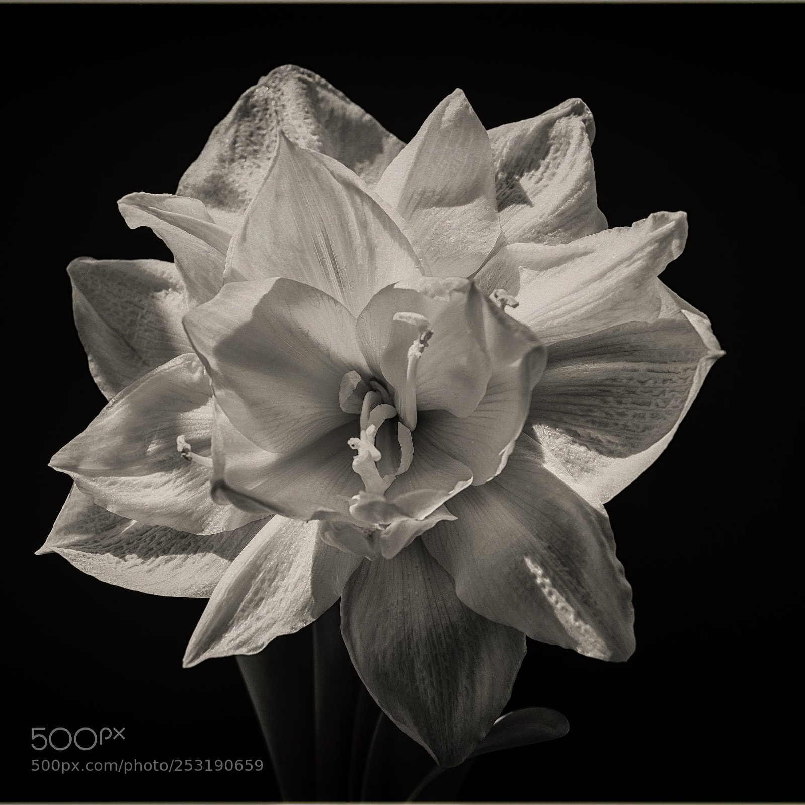 Sony Cyber-shot DSC-RX1R II sample photo. Amaryllis photography