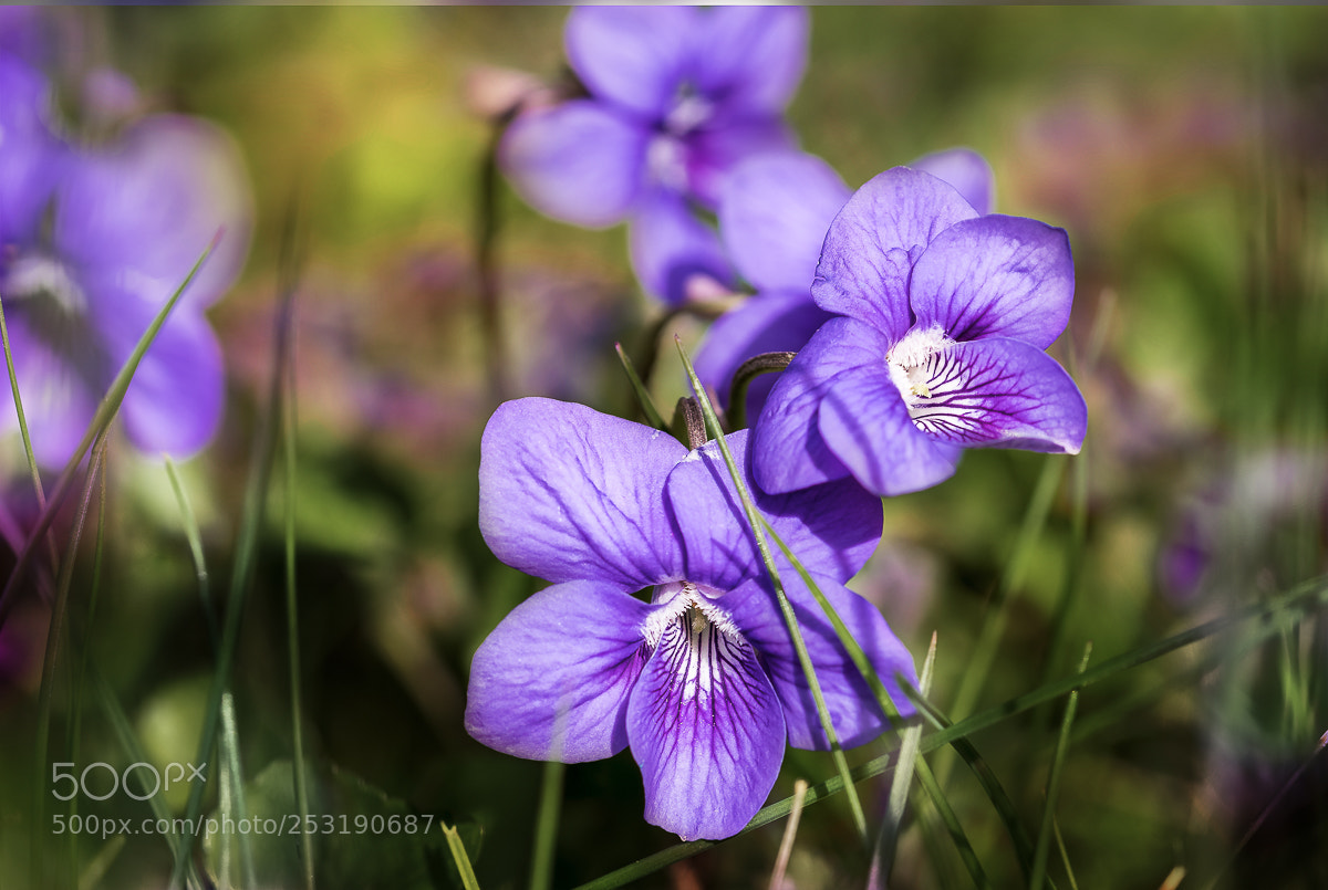 Fujifilm X-T10 sample photo. Spring flowers 2 photography