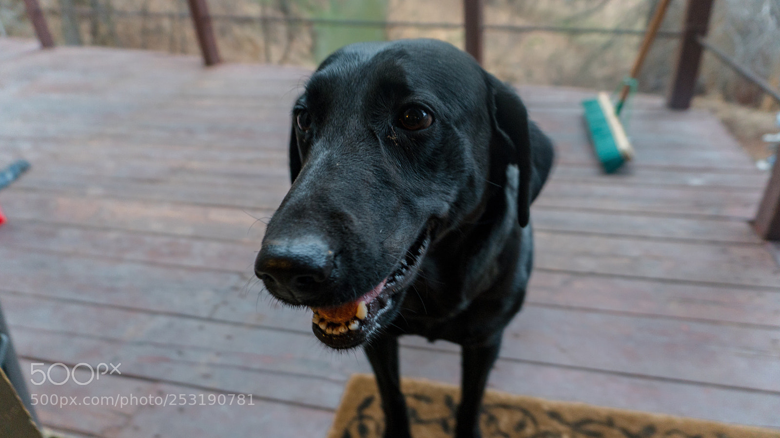 Sony a6300 sample photo. Man’s companion  photography