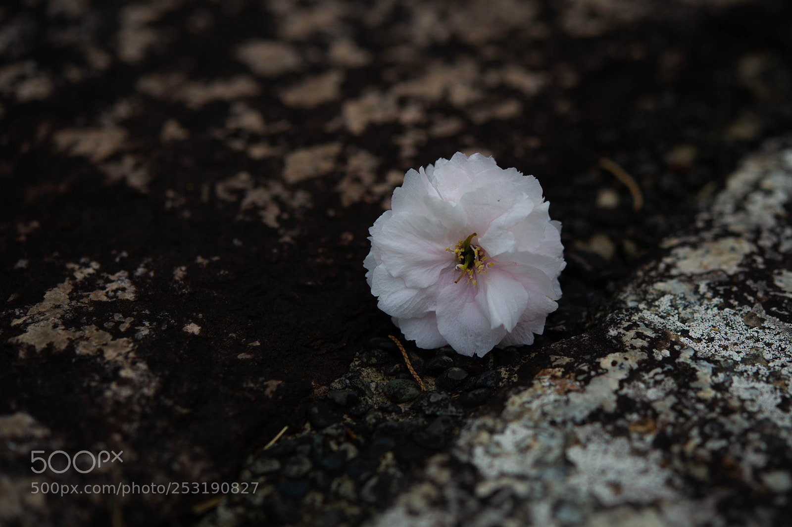 Nikon Df sample photo. Petal photography