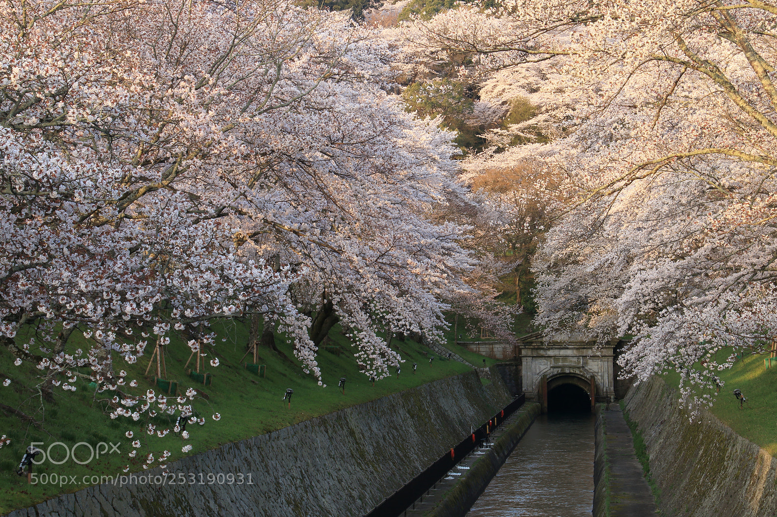 Canon EOS 70D sample photo. Cherry blossom photography