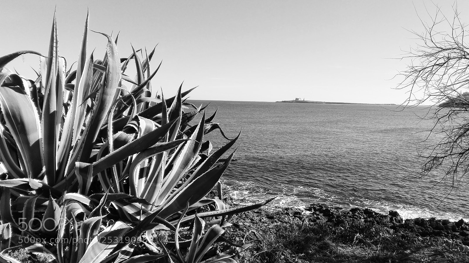 HUAWEI P8 Lite sample photo. Agave photography