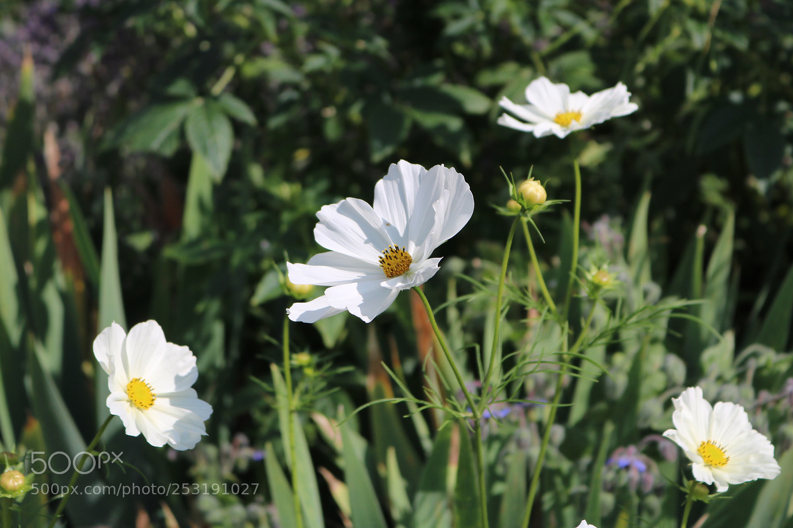 Canon EOS 750D (EOS Rebel T6i / EOS Kiss X8i) sample photo. Untitled photography