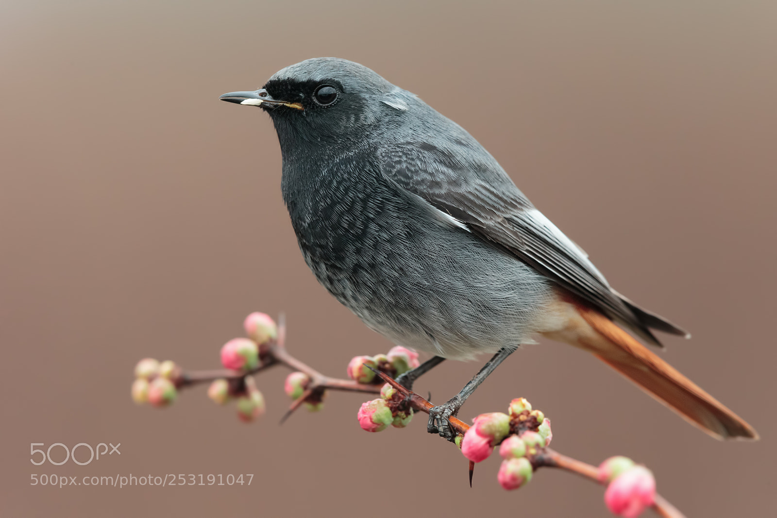 Canon EOS-1D X sample photo. Black redstart male photography