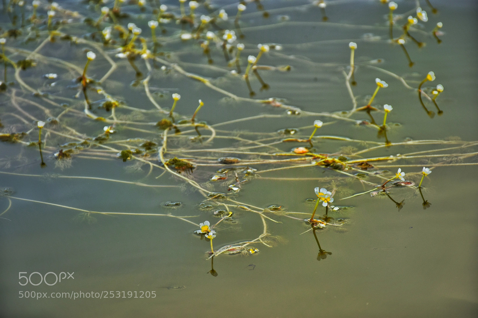 Nikon D5300 sample photo. Flower on the lake photography