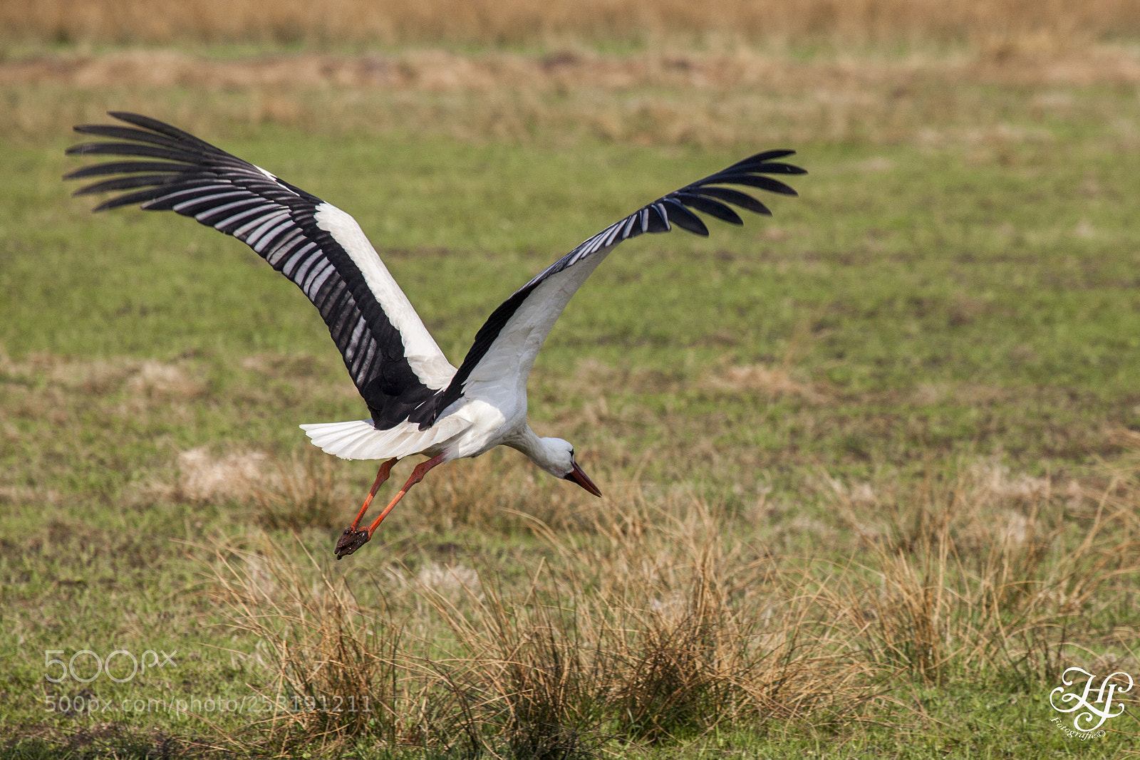 Canon EOS 5D Mark II sample photo. Fly away photography