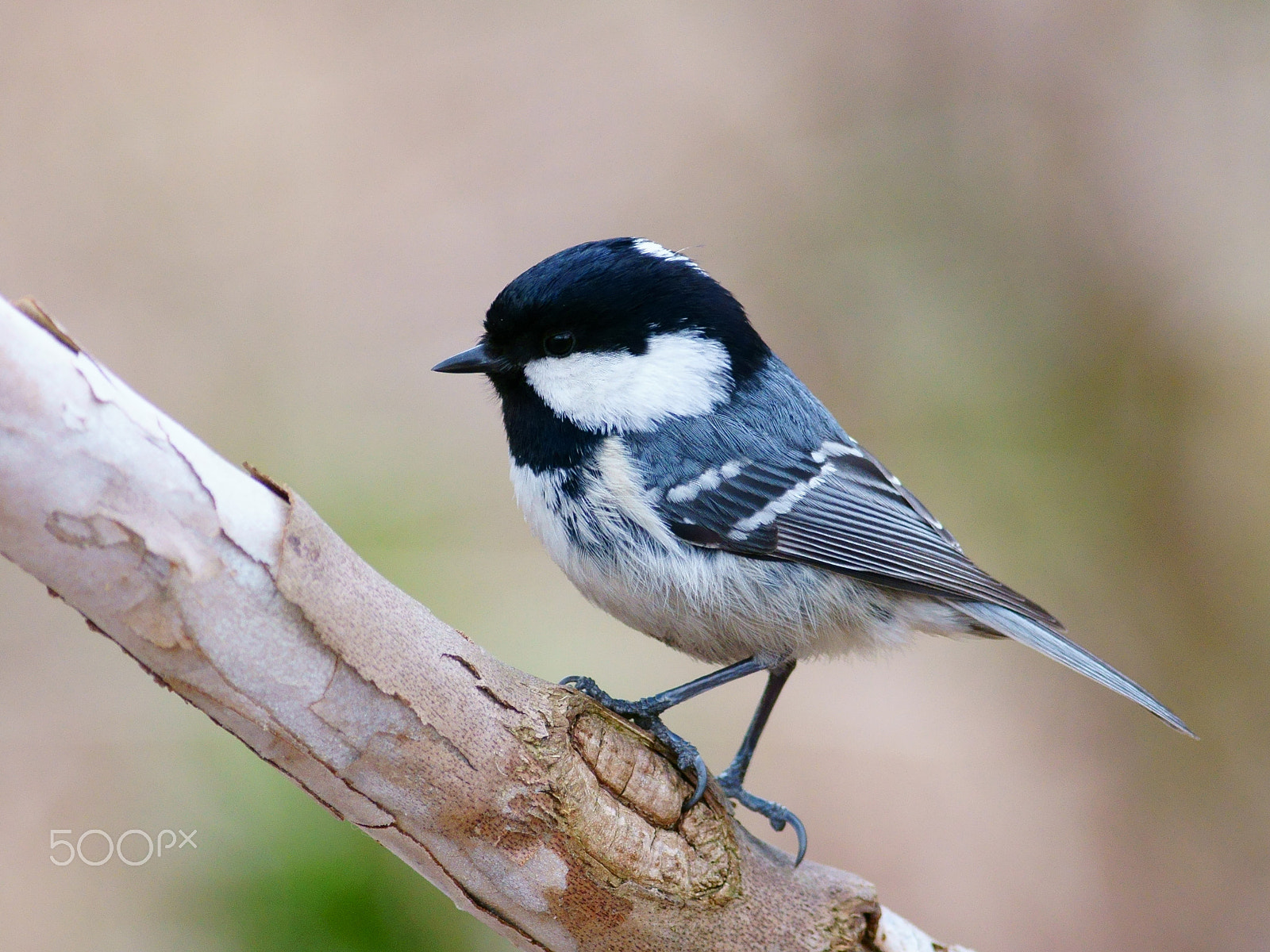 Sony a6300 + Canon EF 400mm F5.6L USM sample photo. Coal tit photography