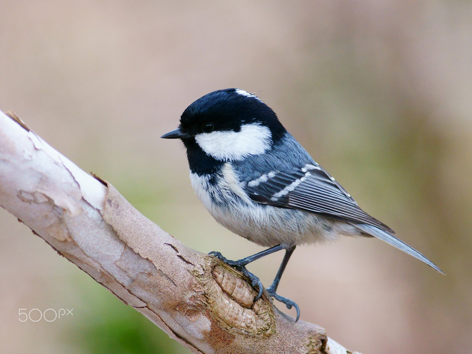 Sony a6300 sample photo. Coal tit photography