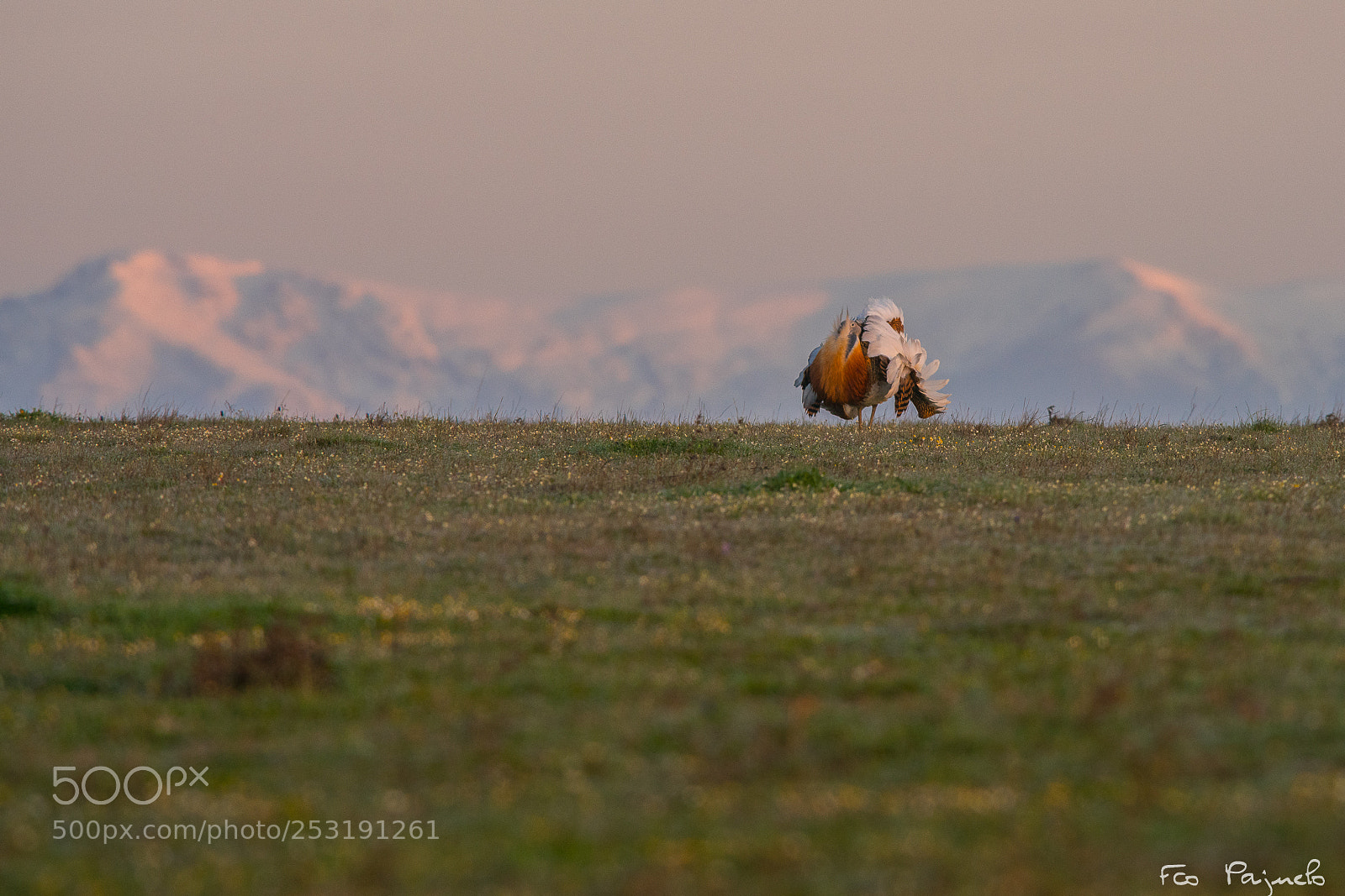Sony a99 II sample photo. Avutarda común... photography