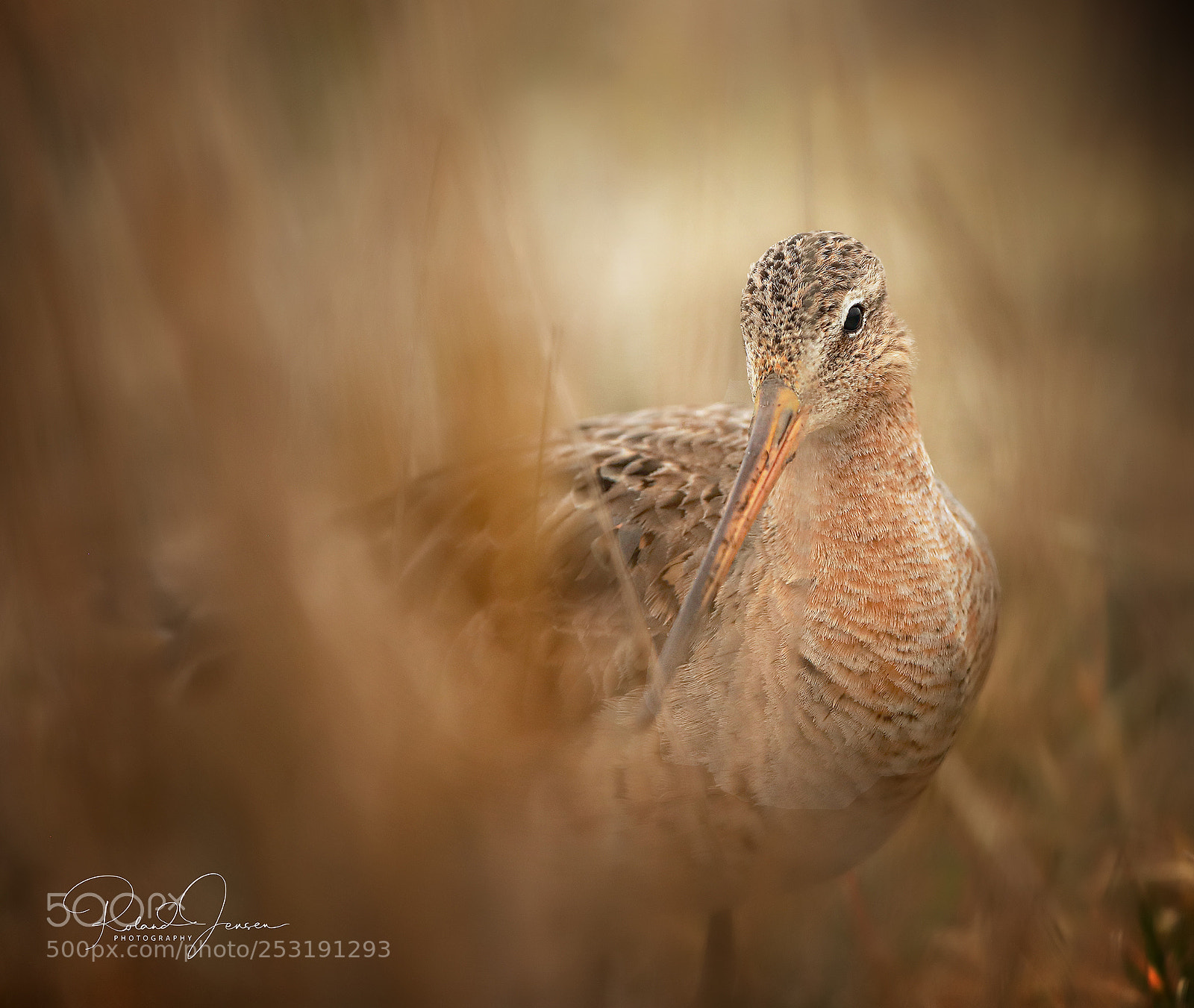 Canon EOS 5D Mark IV sample photo. Godwit photography