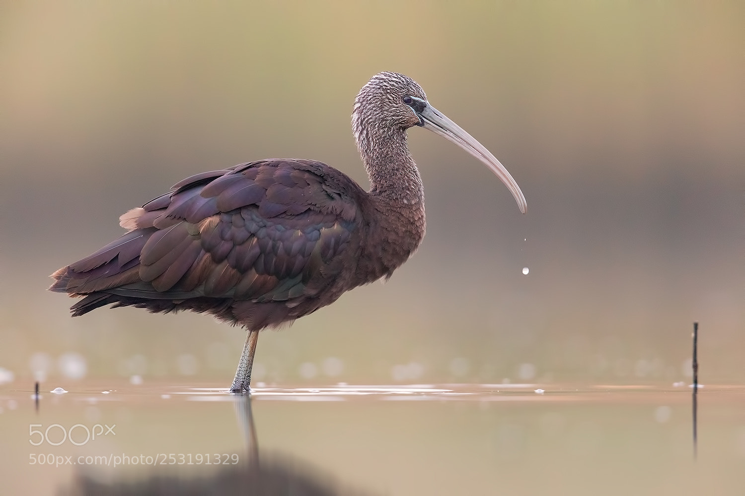 Canon EOS 5D Mark IV sample photo. Glossy ibis before dawn photography