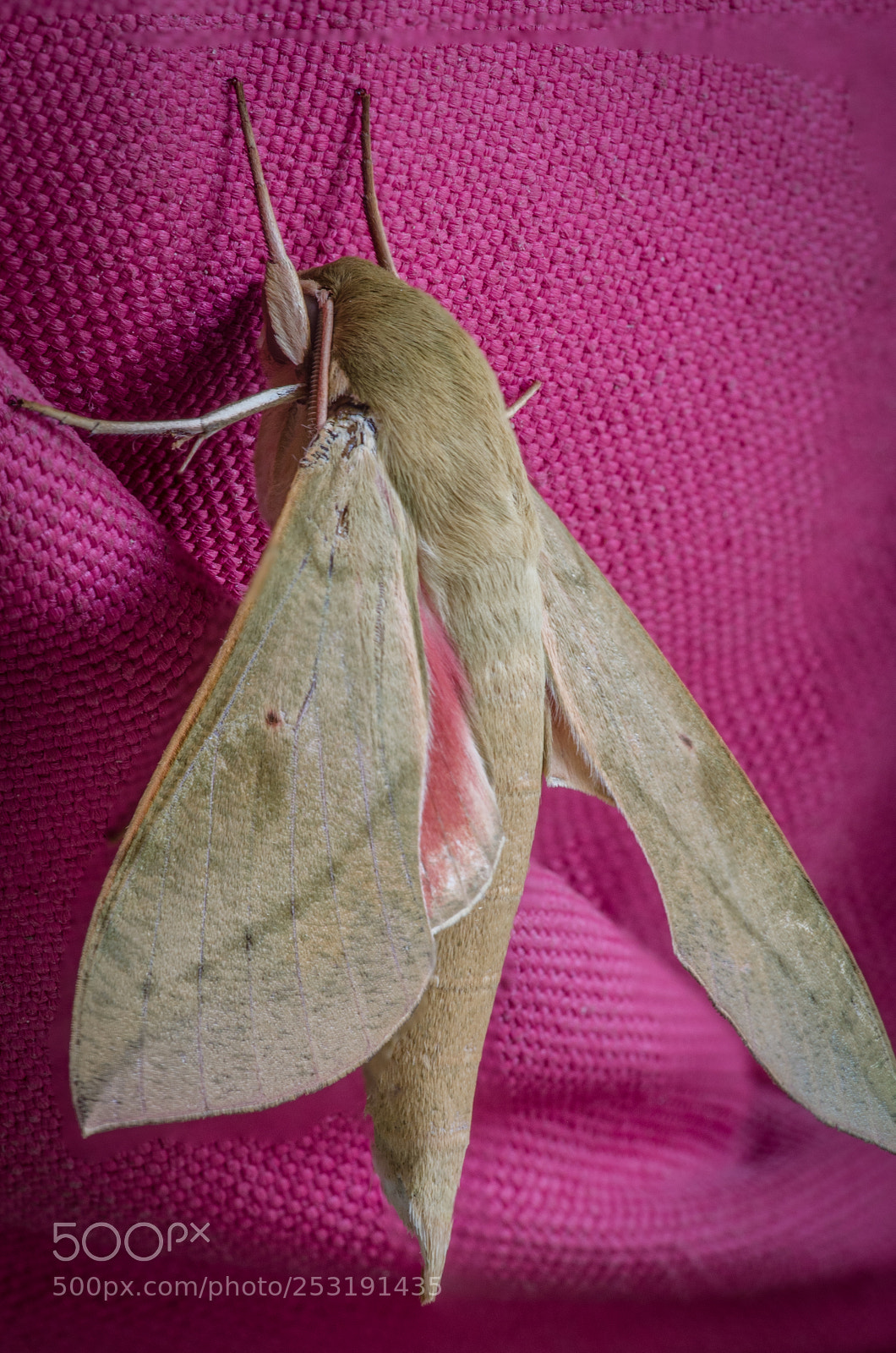 Nikon D7000 sample photo. Pink month photography
