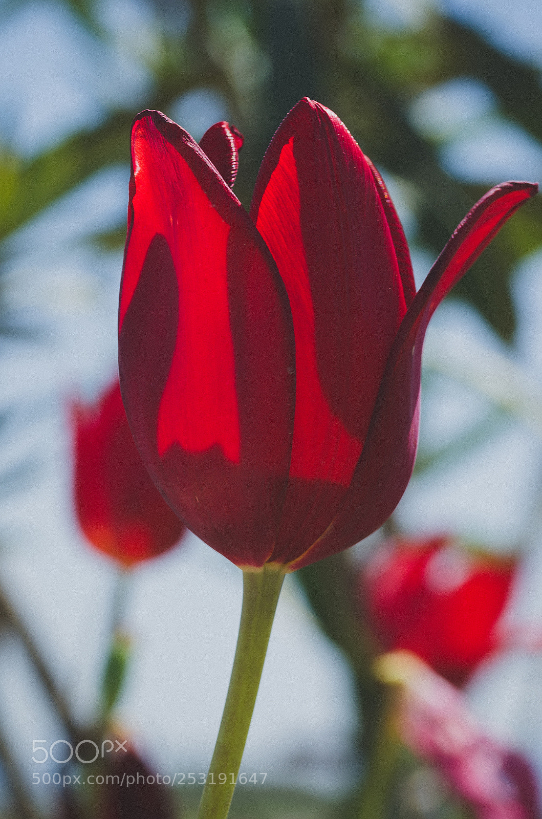 Nikon D7000 sample photo. Flower photography