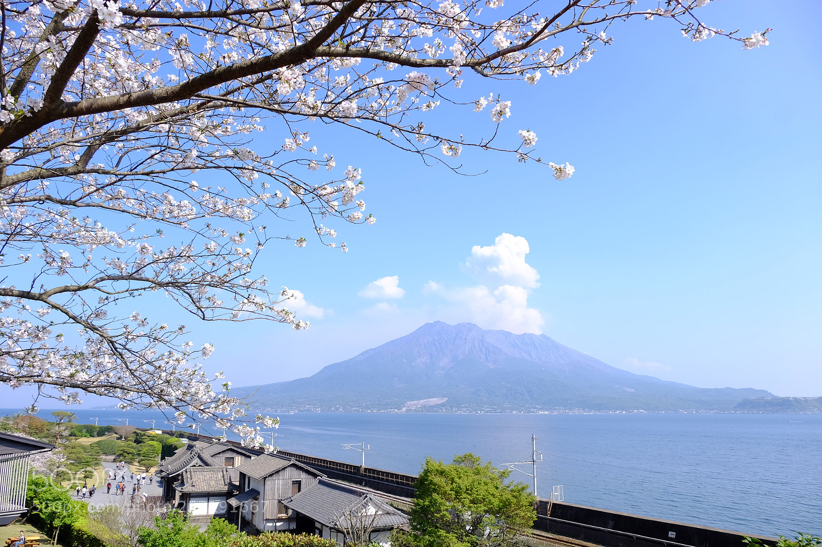 Fujifilm X-T1 sample photo. Sakura and sakurajima photography