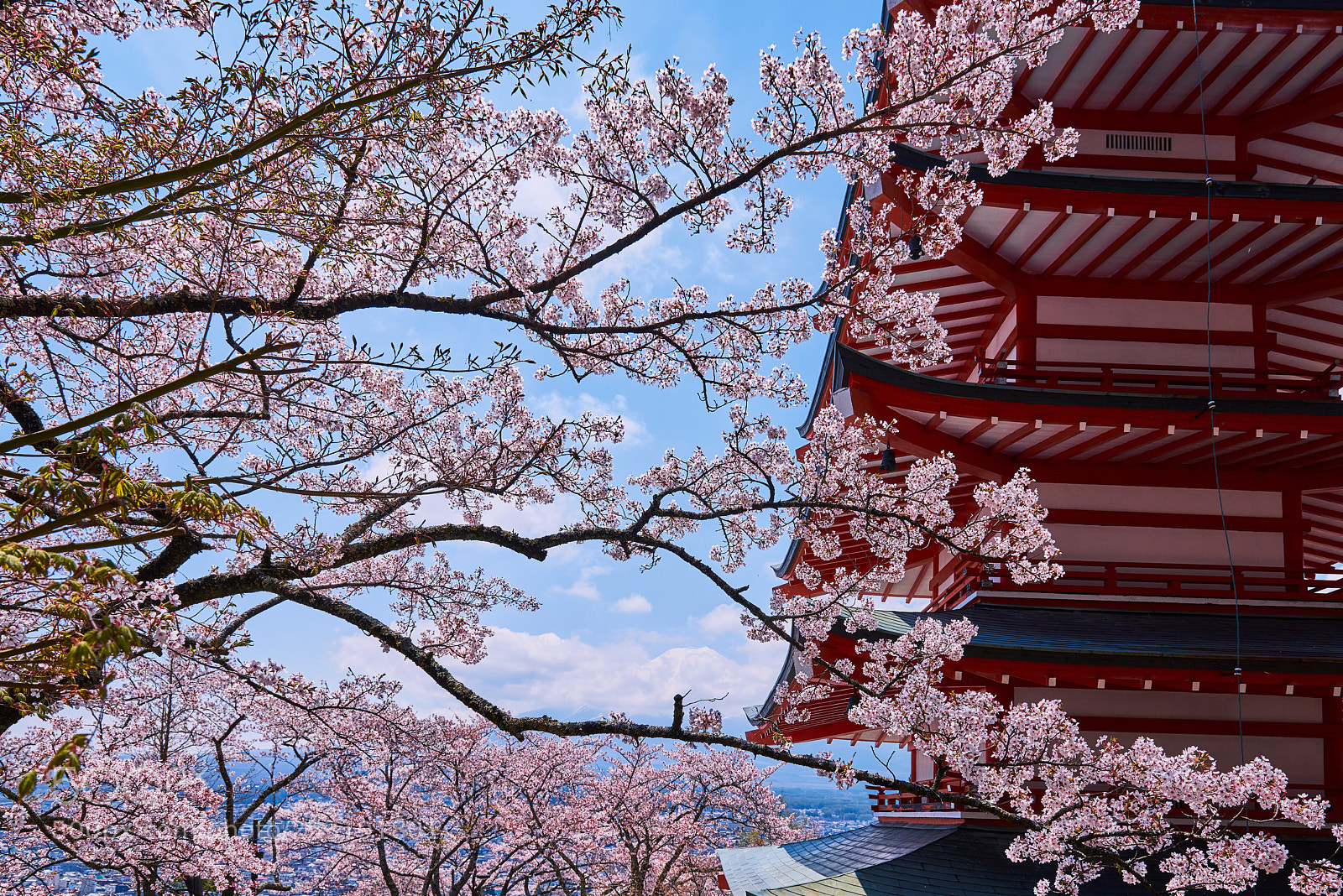 Nikon D810 sample photo. Spring fuji photography