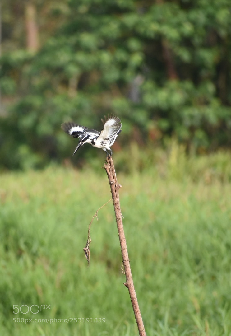 Nikon D3400 sample photo. Balck and white kingfisher photography