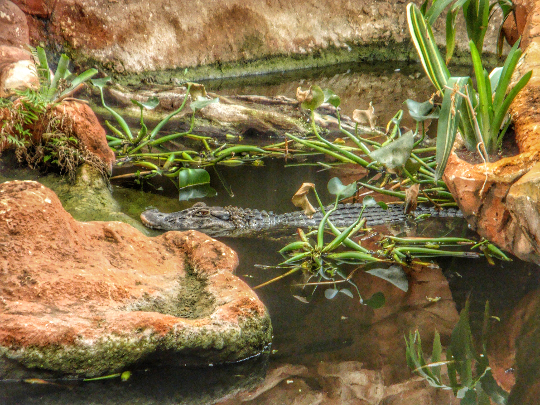 Sony Cyber-shot DSC-W170 sample photo. Crocodile photography