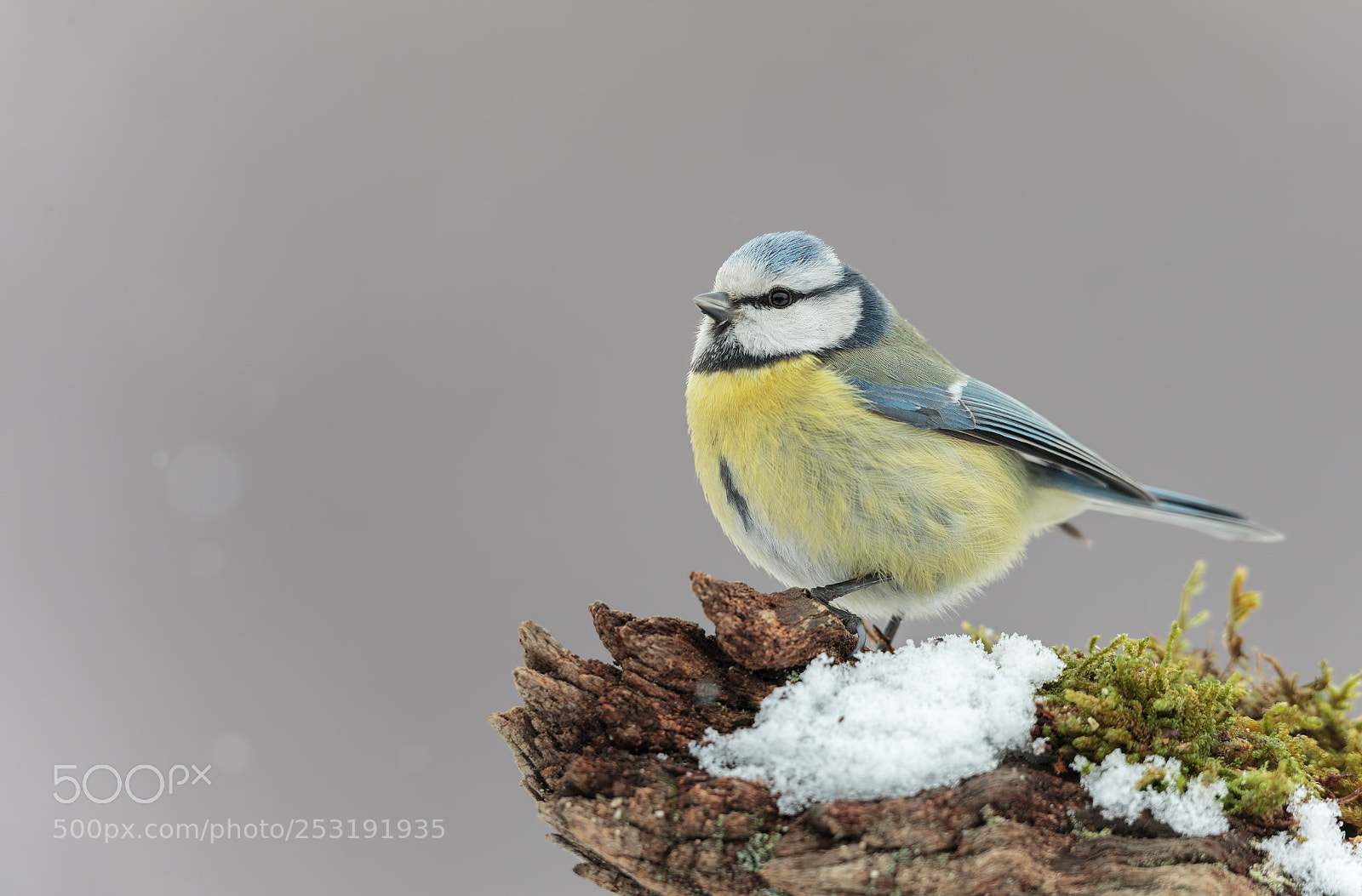 Canon EOS-1D X sample photo. Bluetit photography