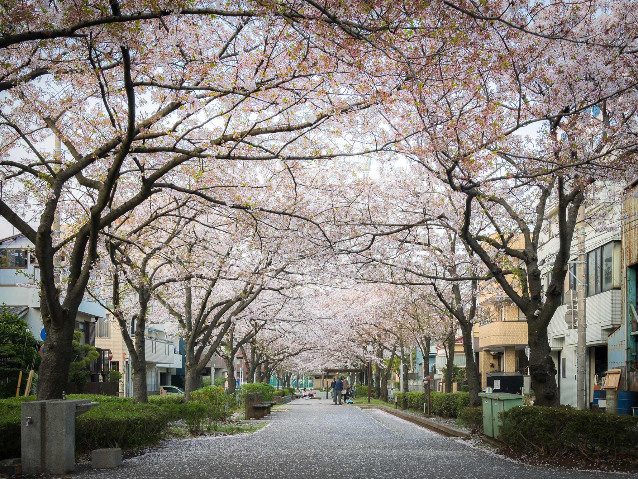 Panasonic Lumix DMC-GX85 (Lumix DMC-GX80 / Lumix DMC-GX7 Mark II) sample photo. Cherry blossom in tokyo photography