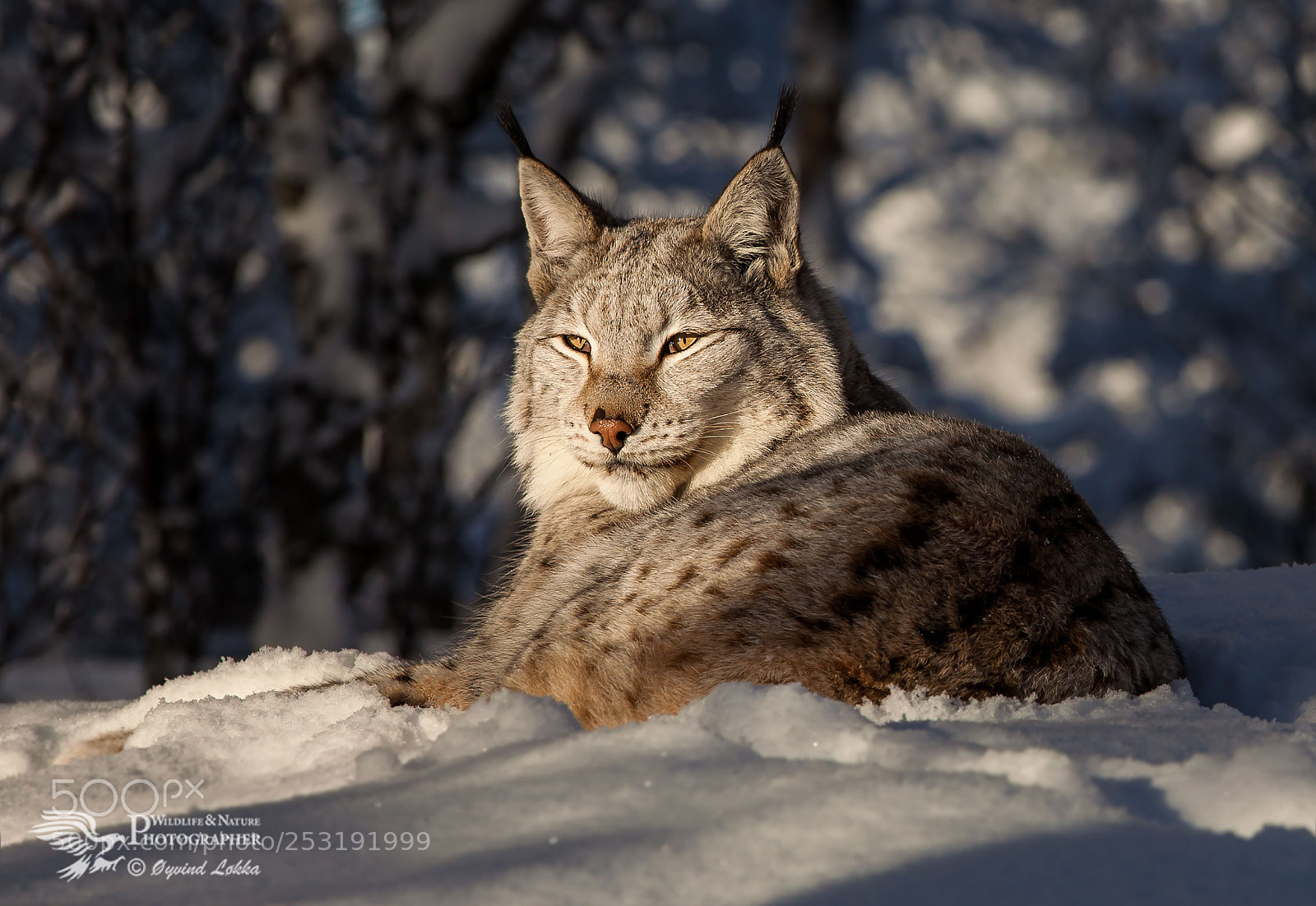Canon EOS 5D Mark II sample photo. Lynx in the sunset photography