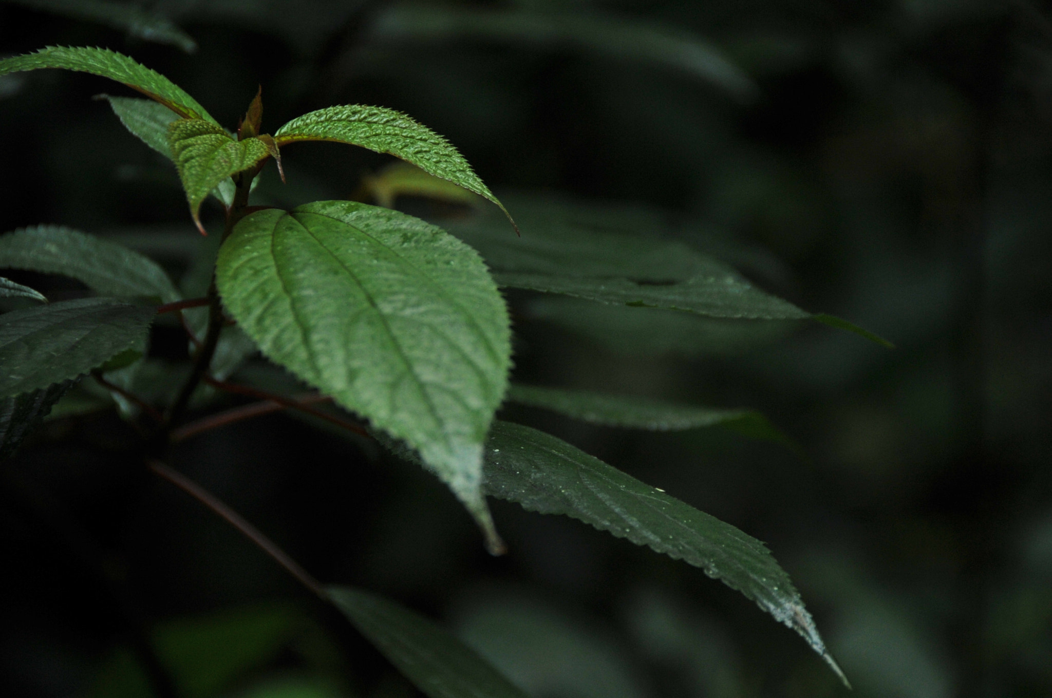 Nikon D3S sample photo. .. photography