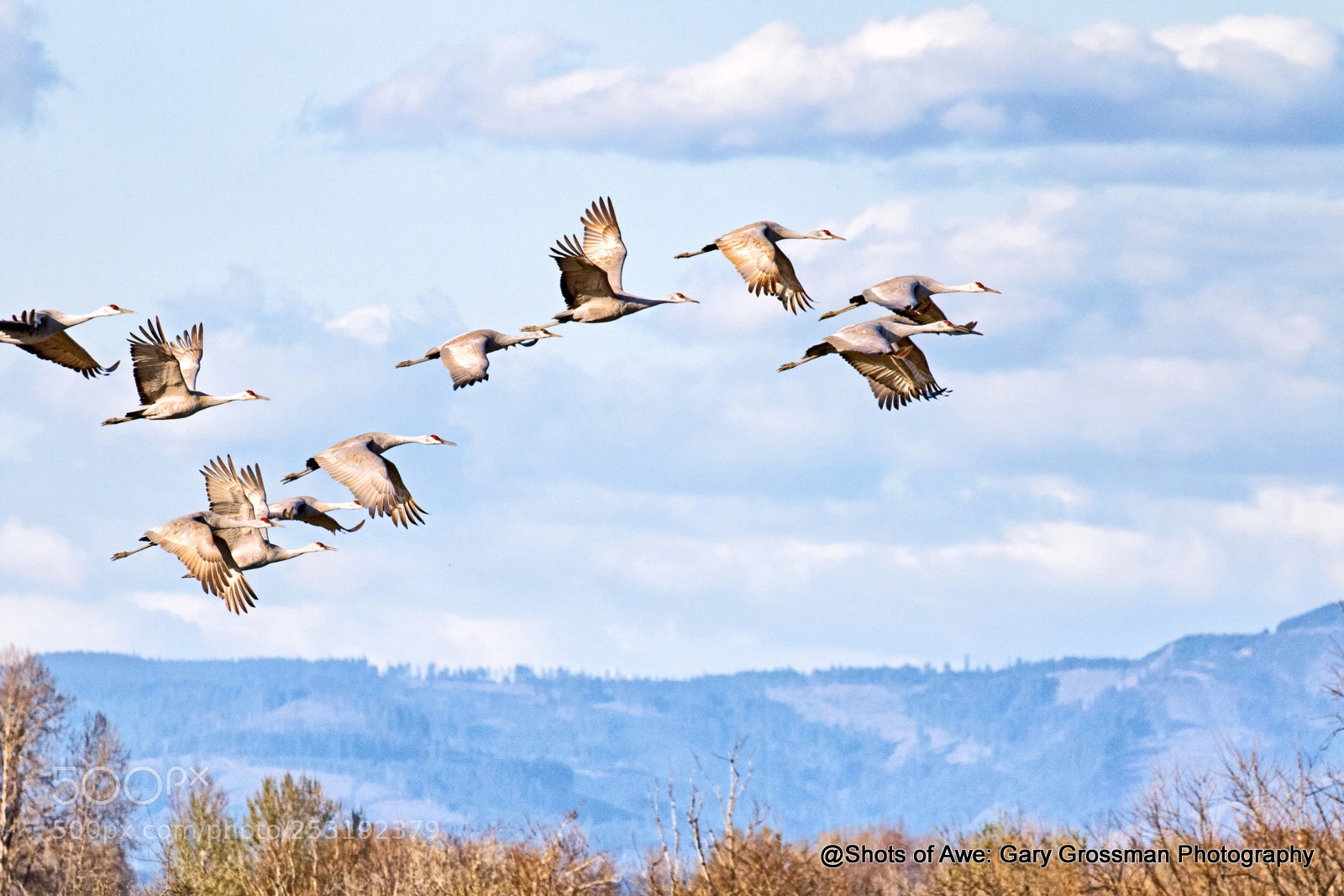 Canon EOS 7D Mark II sample photo. Sandhill flock photography