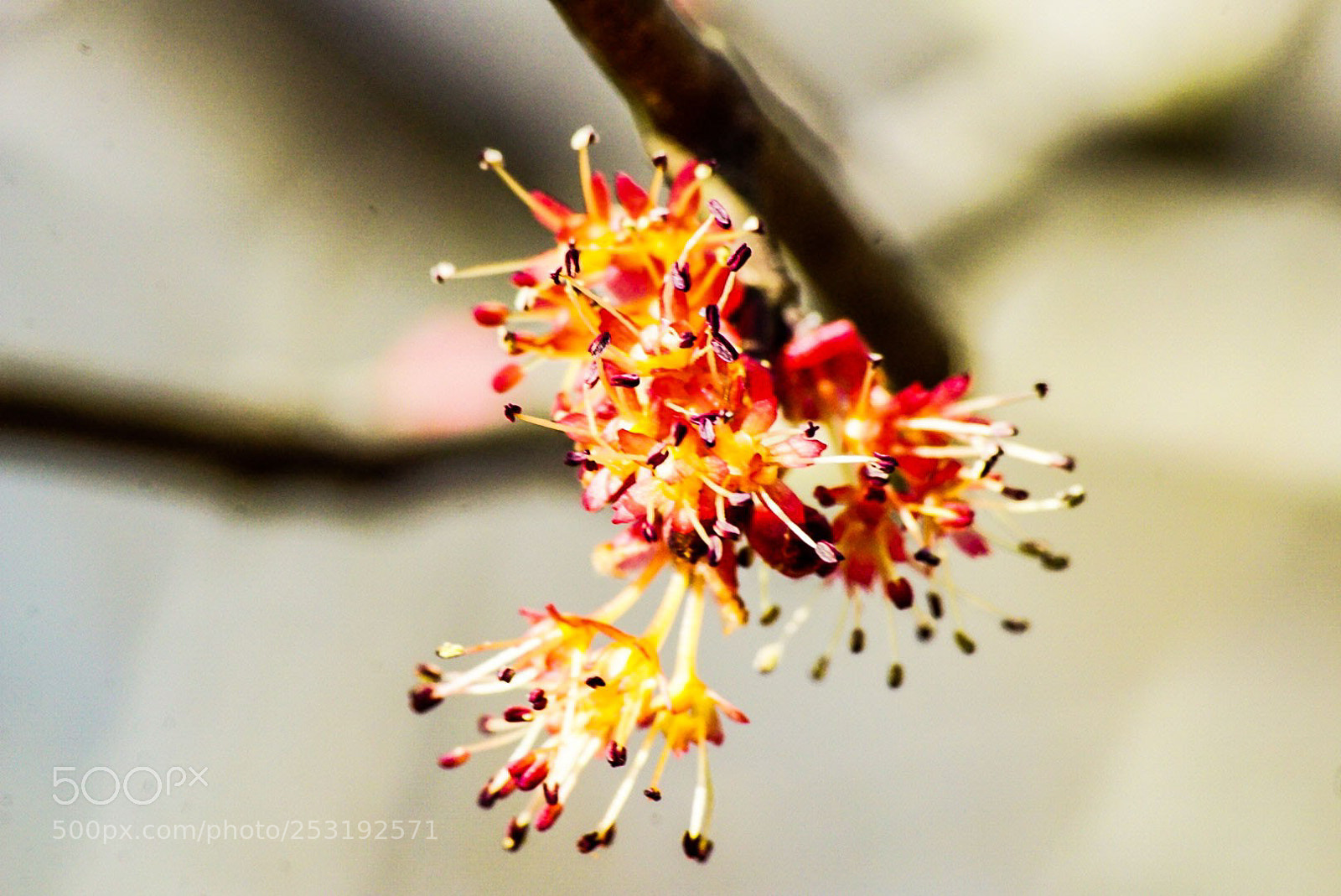 Sony a6000 sample photo. A bud begins photography