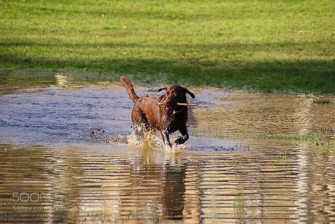 Sony Alpha DSLR-A200 sample photo. Enjoying the water photography