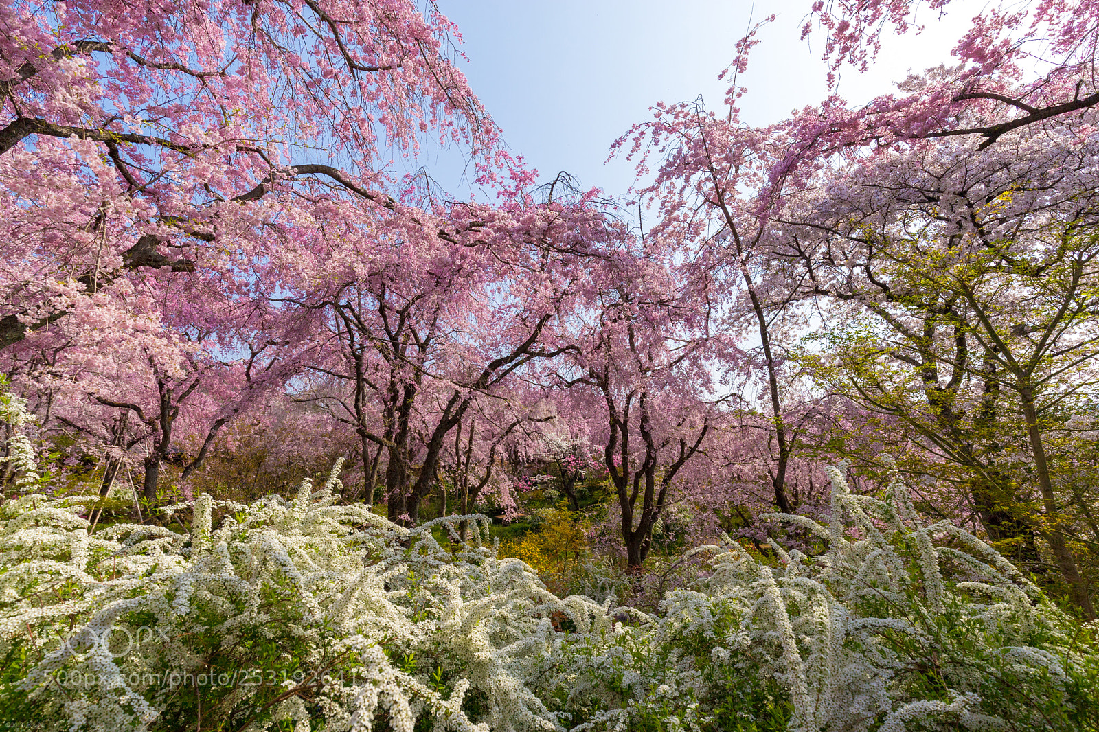 Canon EOS 6D Mark II sample photo. Bloom jungle photography